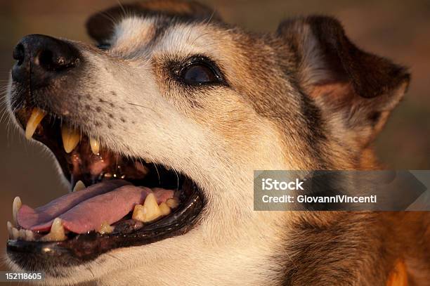 Loyal Dog At Sunset Stock Photo - Download Image Now - Animal, Animal Body Part, Animal Eye