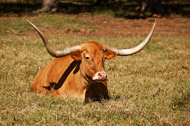 istock Texas Longhorn Cow in Pasture 152118635