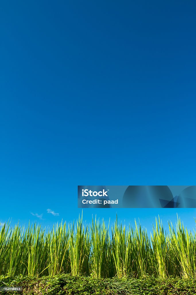 쌀 및 blue sky - 로열티 프리 0명 스톡 사진