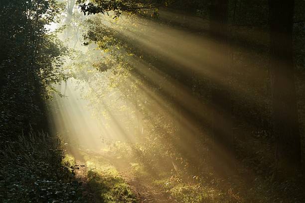 camino a misty forest at dawn - autumn sun oak tree fotografías e imágenes de stock