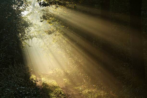 パス霧のかかった森の夜明け - autumn oak tree sun ストックフォトと画像