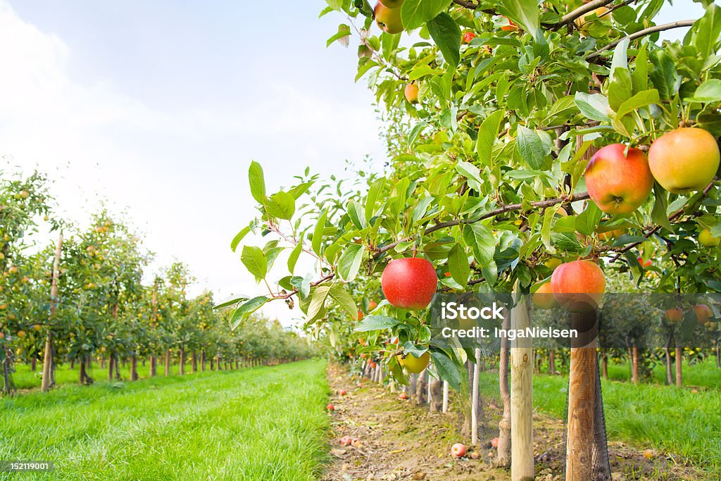 Piantagione di Apple - Foto stock royalty-free di Meleto