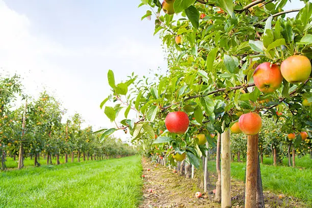 Apple plantation in the Altes Land in Germany. Focus on the red apple in the foreground.