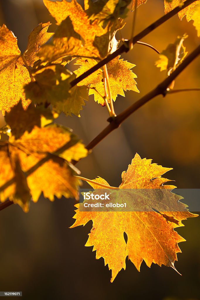 Otoño vineyard - Foto de stock de Agricultura libre de derechos