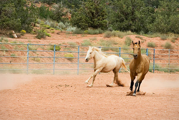 Horses Running Two horses have a good time galloping in a Utah corral. corral stock pictures, royalty-free photos & images