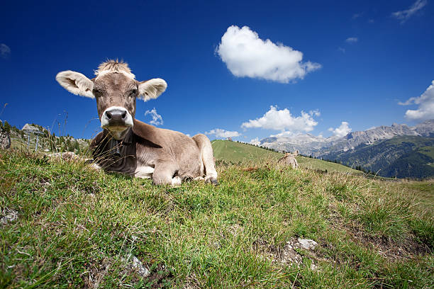 istock Cow on Italian Dolomiti 152119150