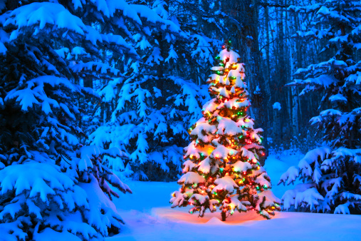 Snow covered Christmas tree glowing outdoors in a frosty cold winter forest at dusk after a fresh snow fall