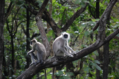 Grey Langur are old world monkey species found in Southern India
