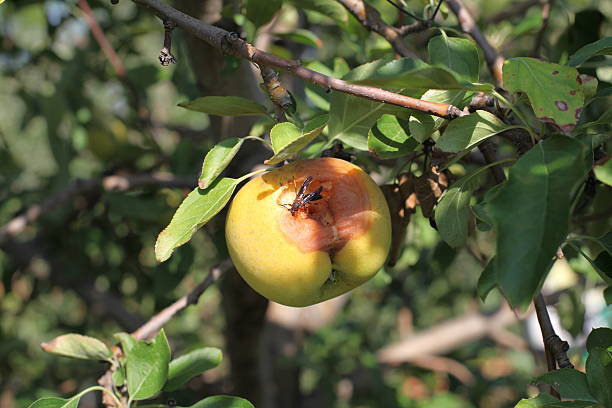 vespa no pomar de maçãs - rotting fruit wasp food - fotografias e filmes do acervo