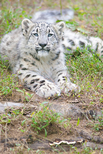 istock Cute 4 month old baby snow leopard 152119513
