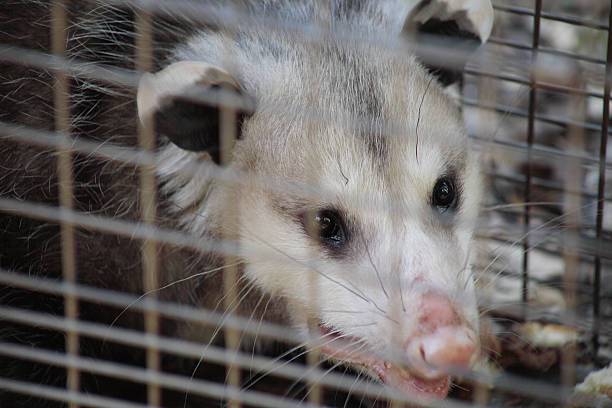 istock close up of opossum 152119602