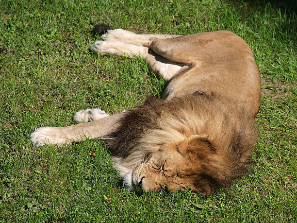 The Lion capacidad para esta noche - foto de stock