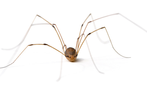 Daddy Long Legs (Opiliones) or Harvestmen Arachnid