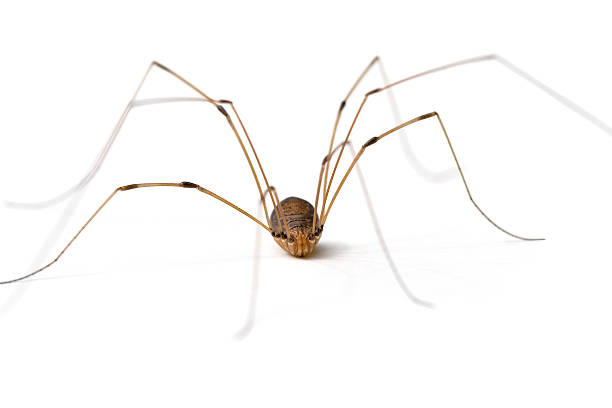 HD mommy long legs spider wallpapers