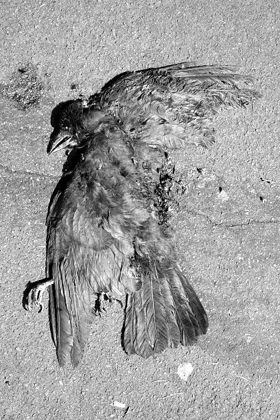 Dead crow, run over flat