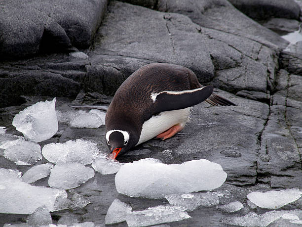Penguin eating Snow stock photo
