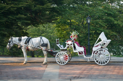 A horse and buggy in Central Park during the Summer.