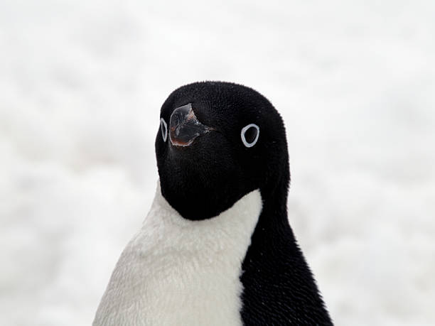 Adelie Penguin Close Up stock photo