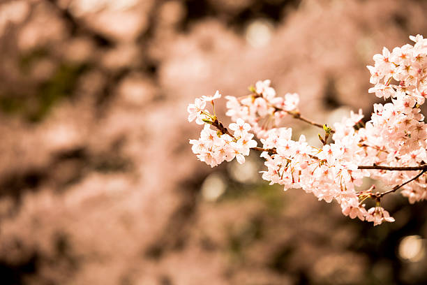 桜 - 11247 ストックフォトと画像