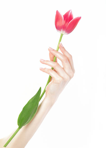 Beautiful hand with perfect french manicure holding tupil flower stock photo