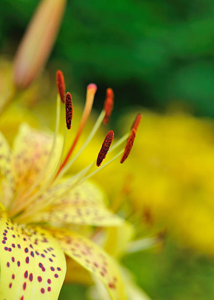 Beautiful yellow lilly flower outdoors. blurred background stock photo