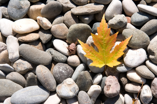 stones and fall leaf