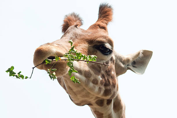 Testa di giraffa - foto stock