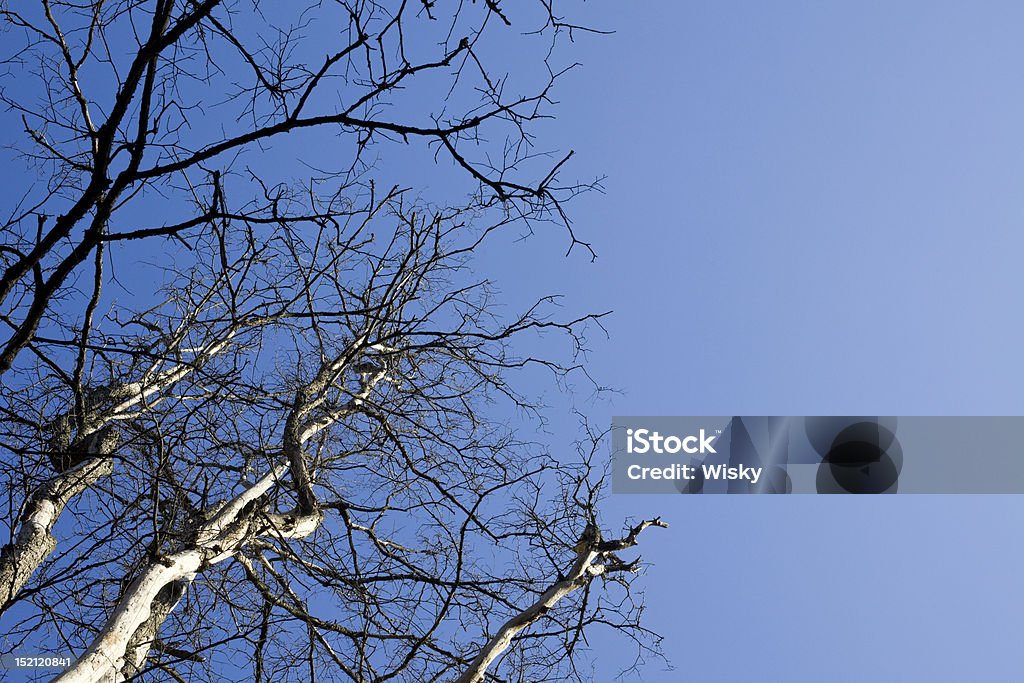 Голое дерево и небо - Стоковые фото Абстрактный роялти-фри