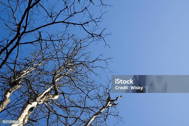 Голое Дерево И Небо — стоковые фотографии и другие картинки Абстрактный - Абстрактный, Без людей, Белый