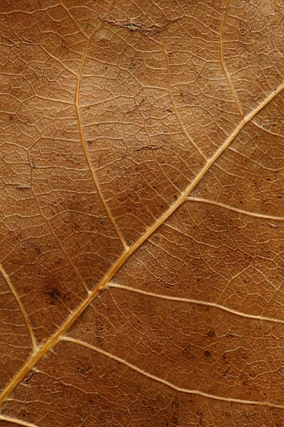 istock Underside of dry, brown close-up birch leaf highlighting texture 152121042