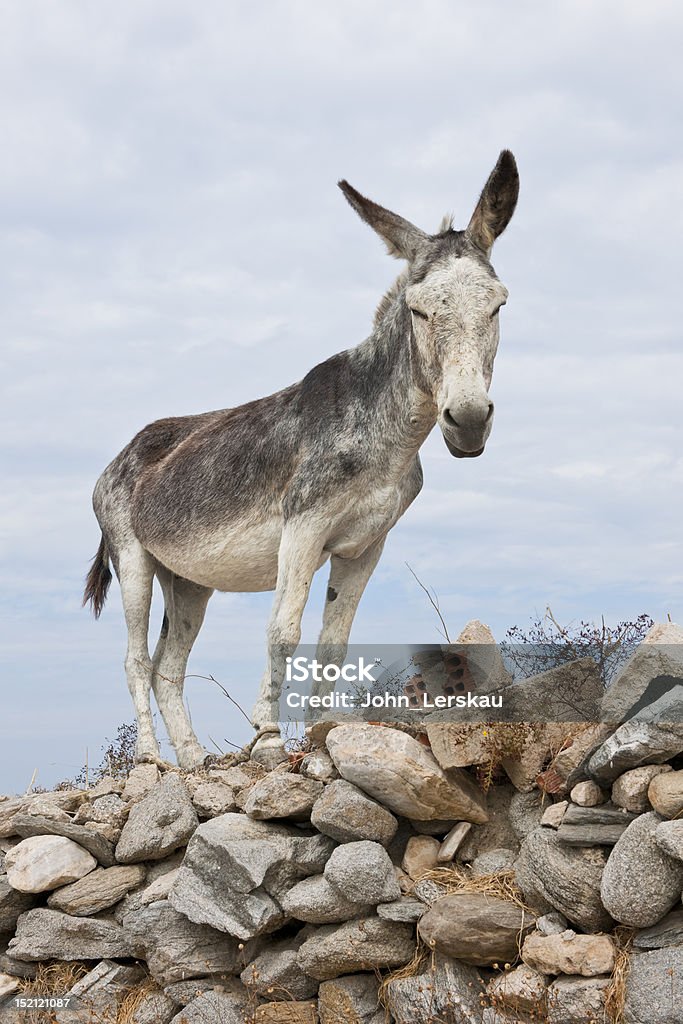 Mule on a stone wall Mule hoping for attention and feeding. Found in a greek landscape in the island of Paros. Similar shots taken of this encounter. Agriculture Stock Photo