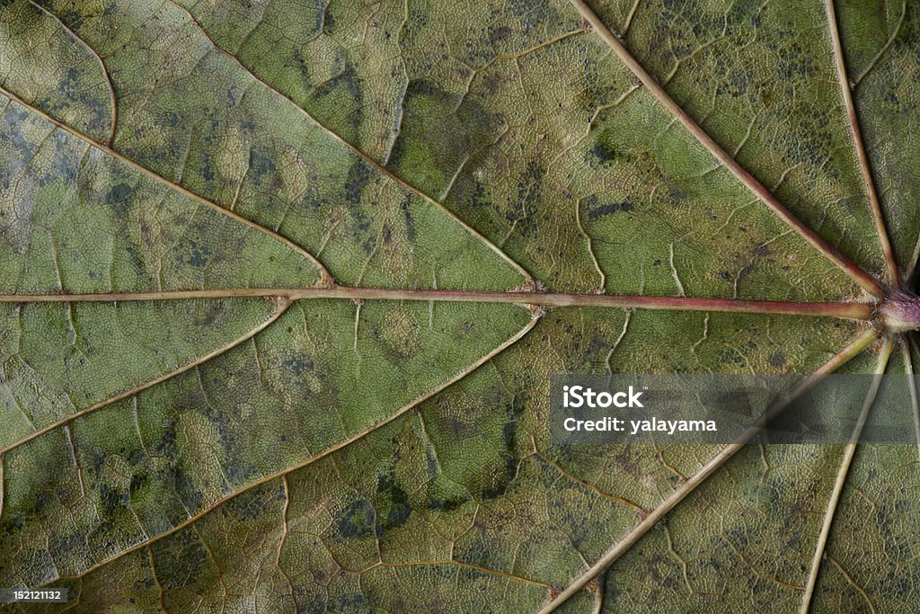 Close-up di screziato autunnali foglie di Platano - Foto stock royalty-free di Albero