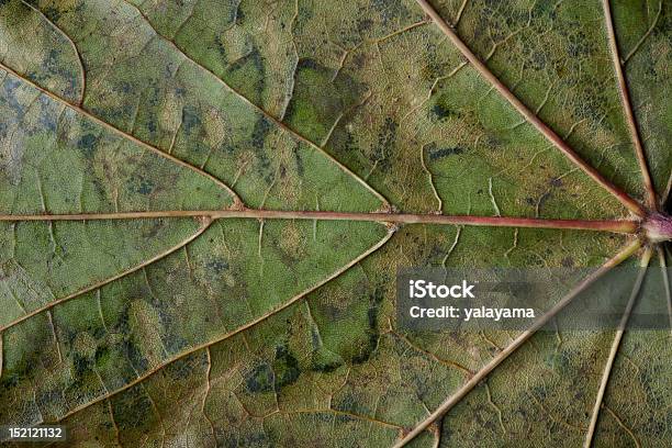 Closeup Di Screziato Autunnali Foglie Di Platano - Fotografie stock e altre immagini di Albero - Albero, Appassito, Astratto