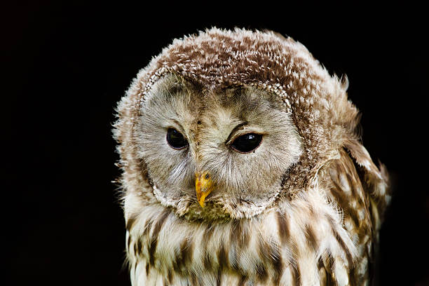 istock portrait Ural Owl, Strix uralensis, a nightbird 152121616