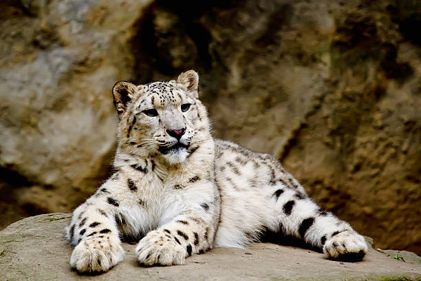 istock Snow Leopard Irbid sitting on a rock 152121640