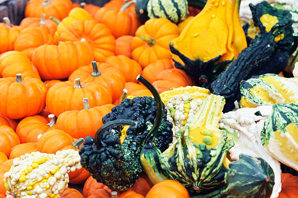 Gours and Miniature Squashes stock photo