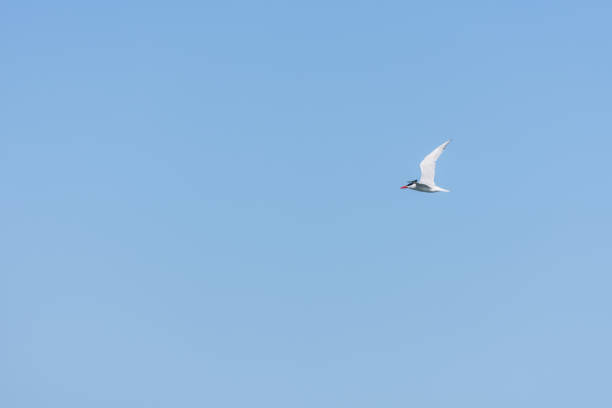istock flying seagull at the blue sky at the red sea 1521221470