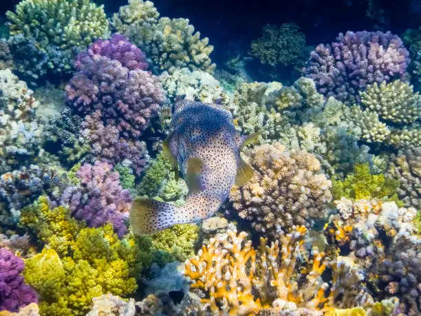 amazing huge spot fin porcupinefishÂ hovering very slow over colorful coralreef in egypt