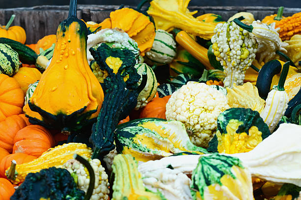 Squashes and Pumpkins stock photo