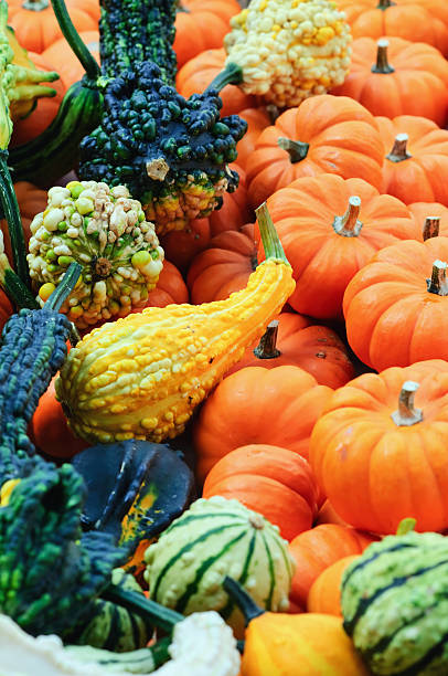 Gourds and Pumpkins stock photo