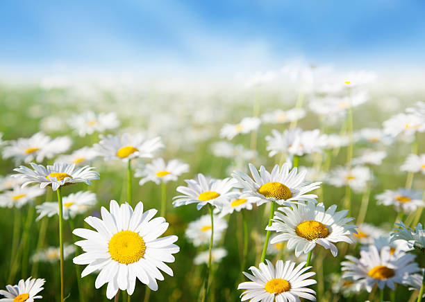 istock field of daisy flowers 152122289
