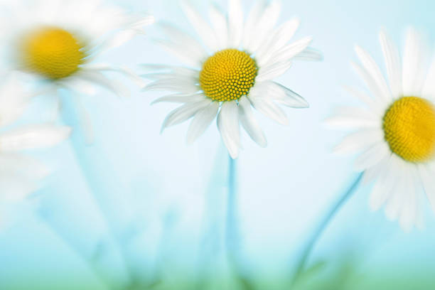istock Camomiles in the meadow 152122781