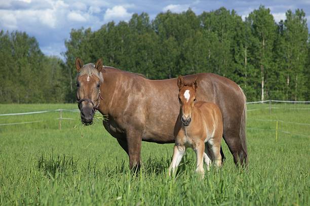 istock Mare and foal grazing on a pasture 152122967