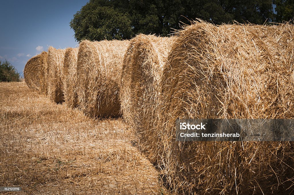 Tuscany countryside Tuscany countryside Pomaia landscape Agricultural Occupation Stock Photo