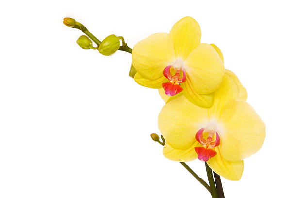 istock Beautiful yellow orchid 152123322