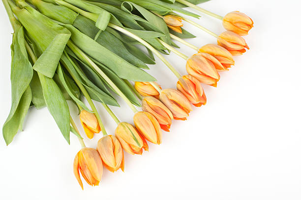 Tulips lying in a row stock photo