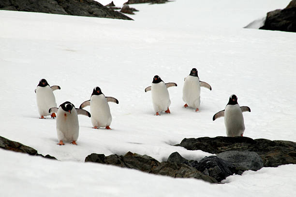 Group of Penguins stock photo
