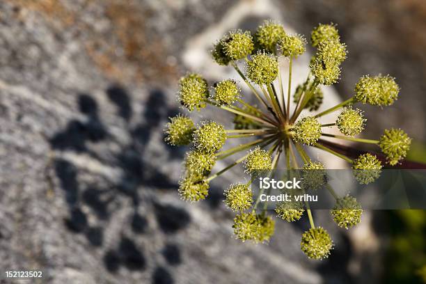 Angelica Stockfoto und mehr Bilder von Baumblüte - Baumblüte, Blume, Blüte