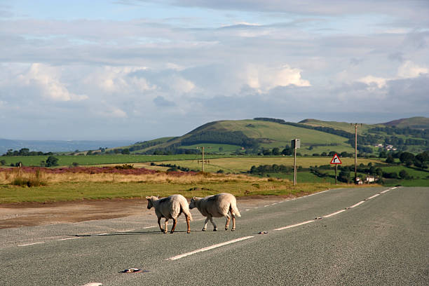 two sheep stock photo