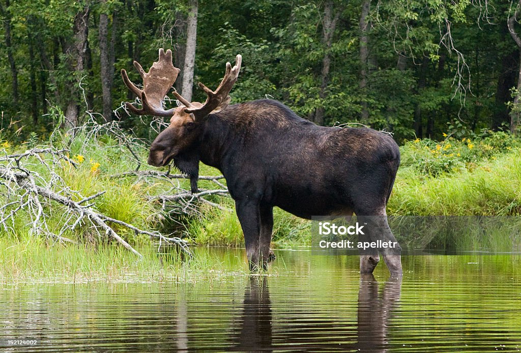 Moose sur la rive de la Rivière Penobscot, dans le Maine - Photo de Orignal mâle libre de droits